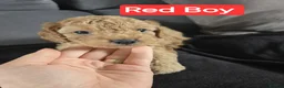 Cockapoo dogs for sale: 2 Gorgeous girls and 1 Handsome boy  in Sheffield - Advert 6
