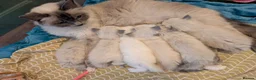 Ragdoll cats for sale: 💙GCCF 💙💛Ragdoll blue point mitted kittens  - Advert 5