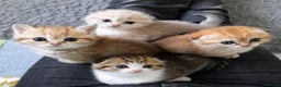 Scottish Fold cats for sale: TICA Reg: Scottish Fold Neutered Girl Kittens - Advert 16