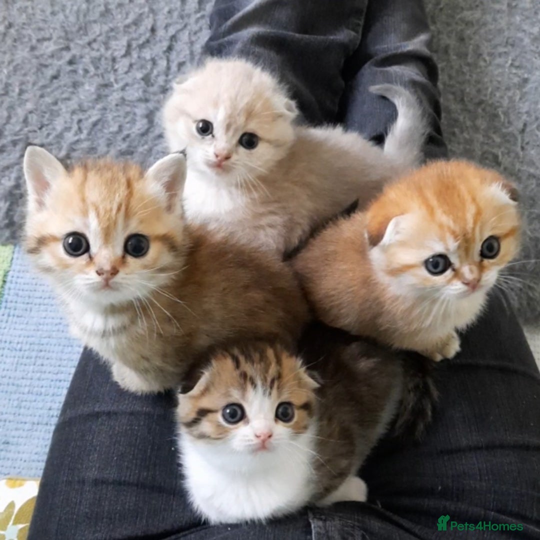 Scottish Fold cats for sale: TICA Reg: Scottish Fold Neutered Girl Kittens - Advert 16