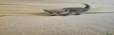 Russian Blue Kitten 3