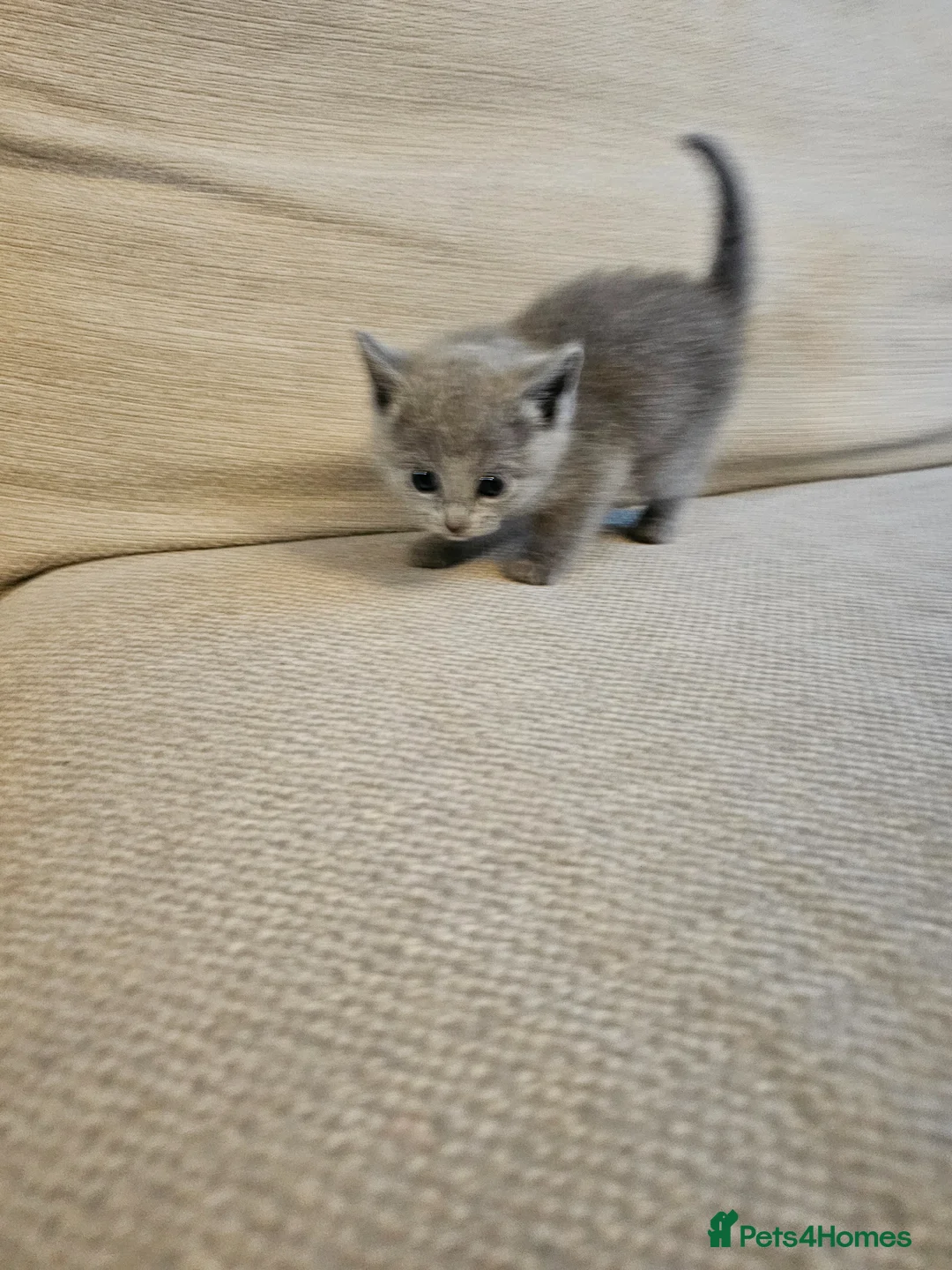 Russian Blue cats for sale: Russian Blue Kittens for Sale - Advert 21