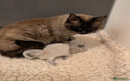 Ragdoll cats for sale: Ragdoll kittens - Image 3
