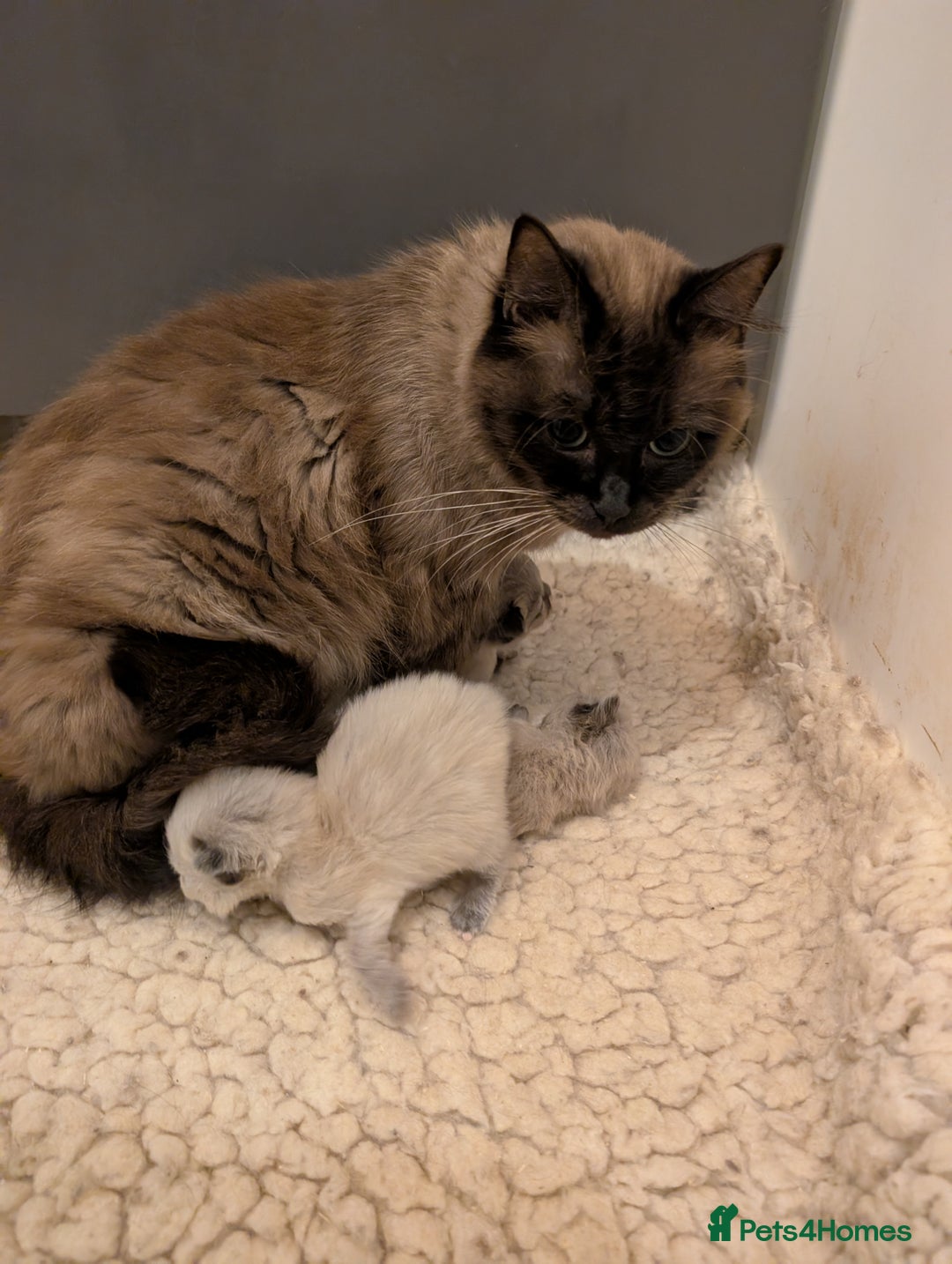 Ragdoll cats for sale: Ragdoll kittens - Image 3