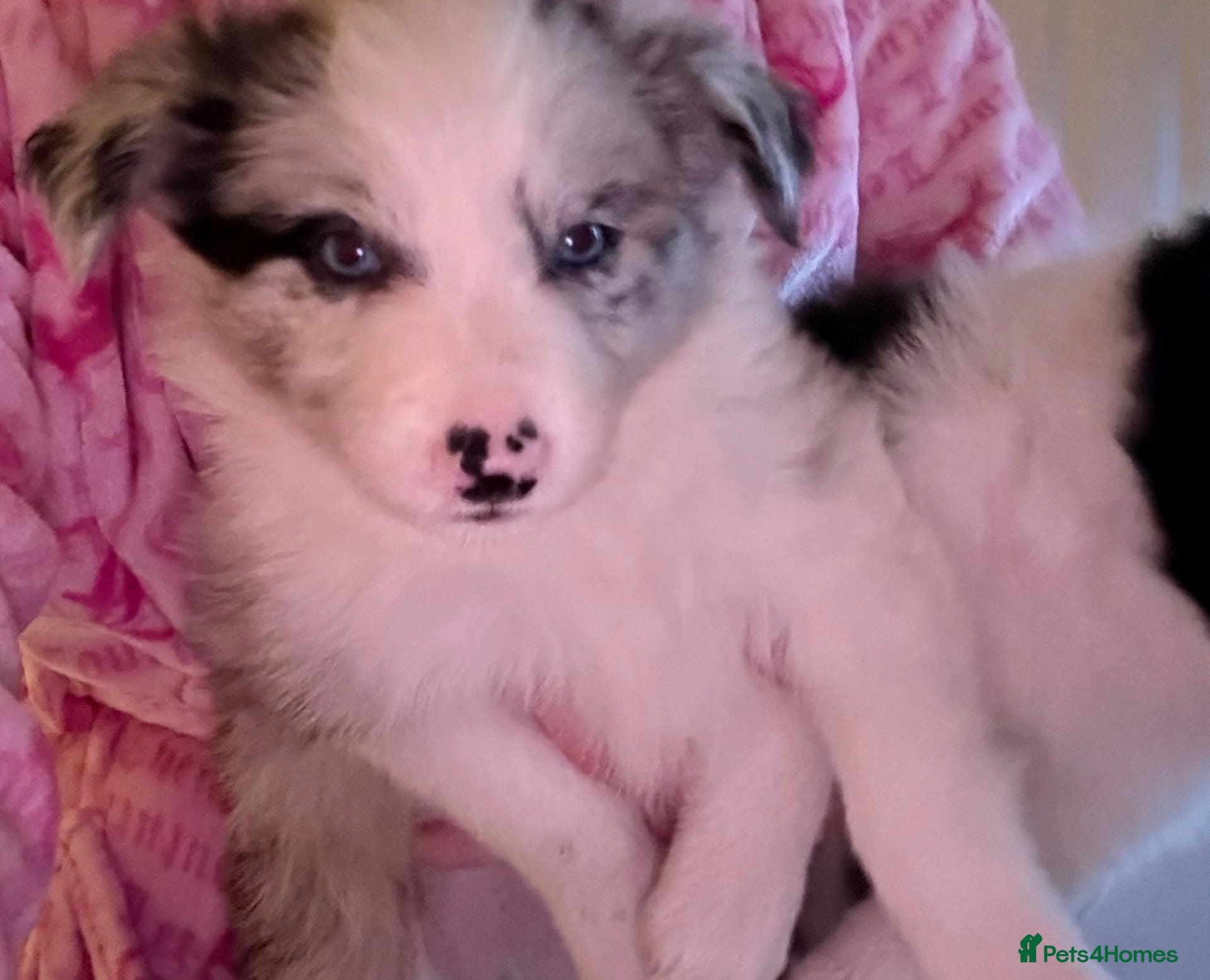 Border Collie dogs for sale: Long coated pure bred collie puppies blue merles l - Advert 2