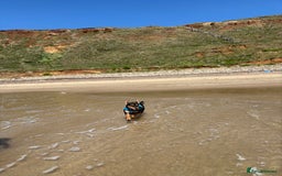 Mixed Breed dogs for sale: my name is chip  - Image 7