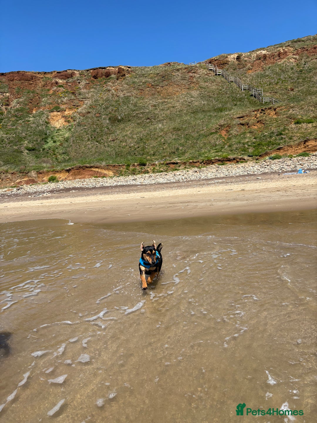 Mixed Breed dogs for sale: my name is chip  - Image 7