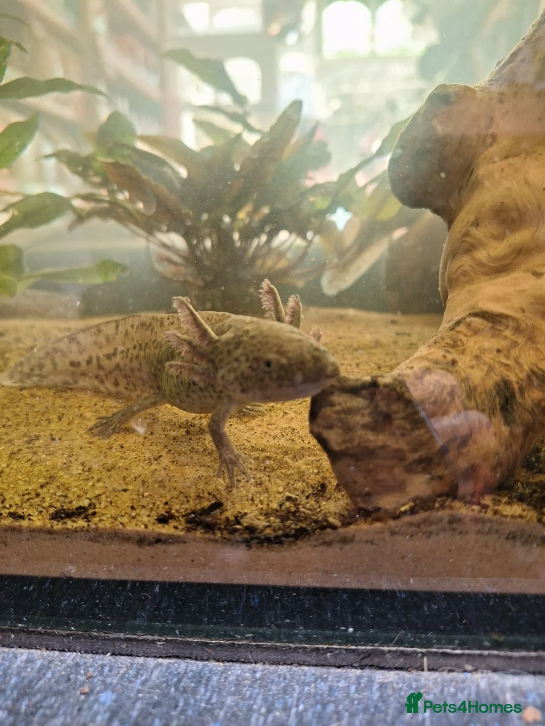 Axolotl reptiles for sale: Wild type Axolotl in Lytham Saint Annes - Advert 2