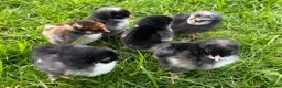 Chickens poultry for sale: 8x Week Old PURE BREED Chicks for sale! - Advert 6