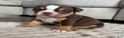 Olde English Bulldogge dogs for sale: Reduced!!✨Olde English Bulldogges ✨  - Advert 27
