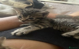 Mixed Breed cats for sale: 7 Half Snow Bengal kittens - Image 6