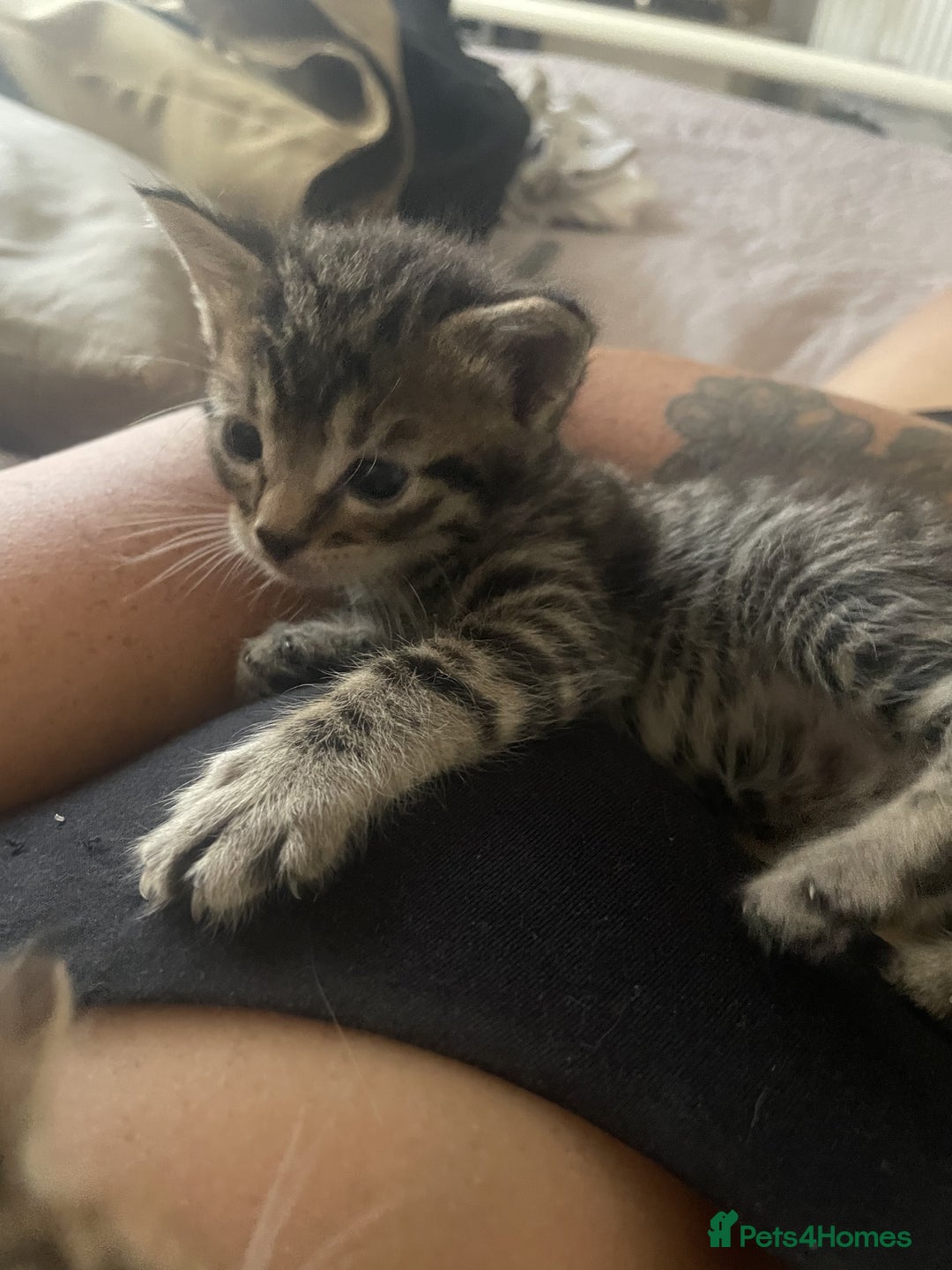 Mixed Breed cats for sale: 7 Half Snow Bengal kittens - Image 6