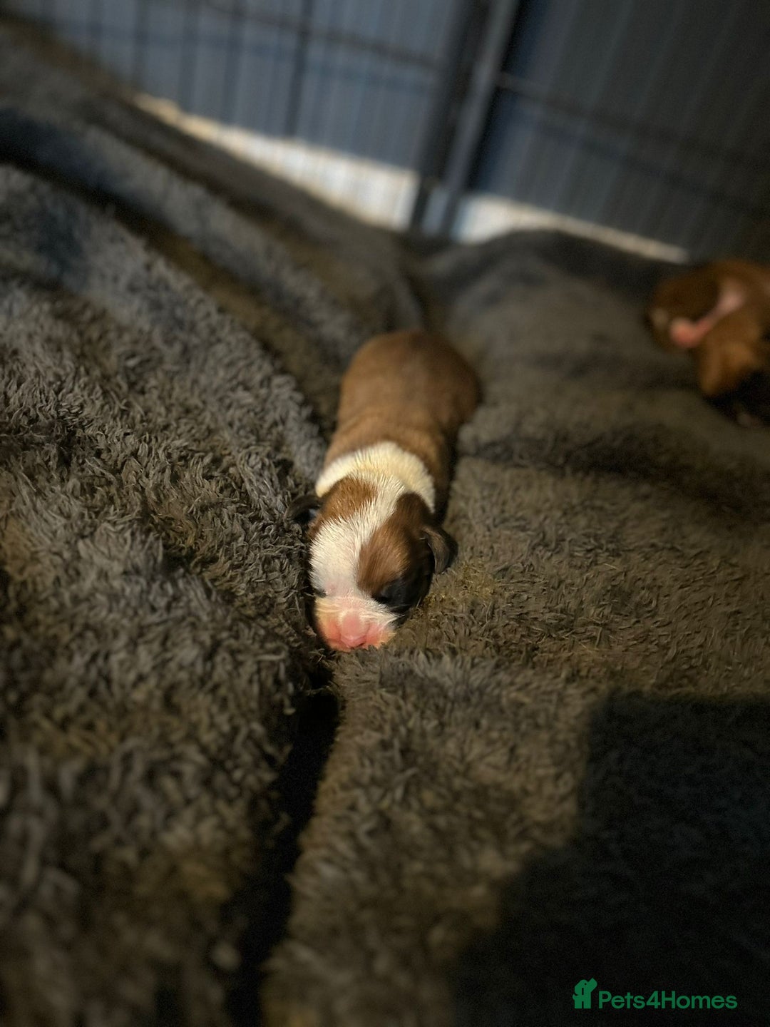 Boxer dogs for sale: Boxer babies - Advert 12