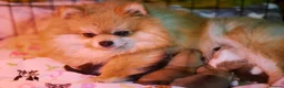 Pomeranian dogs for sale: KC registered pomeranian puppies - 4 girls  - Advert 18