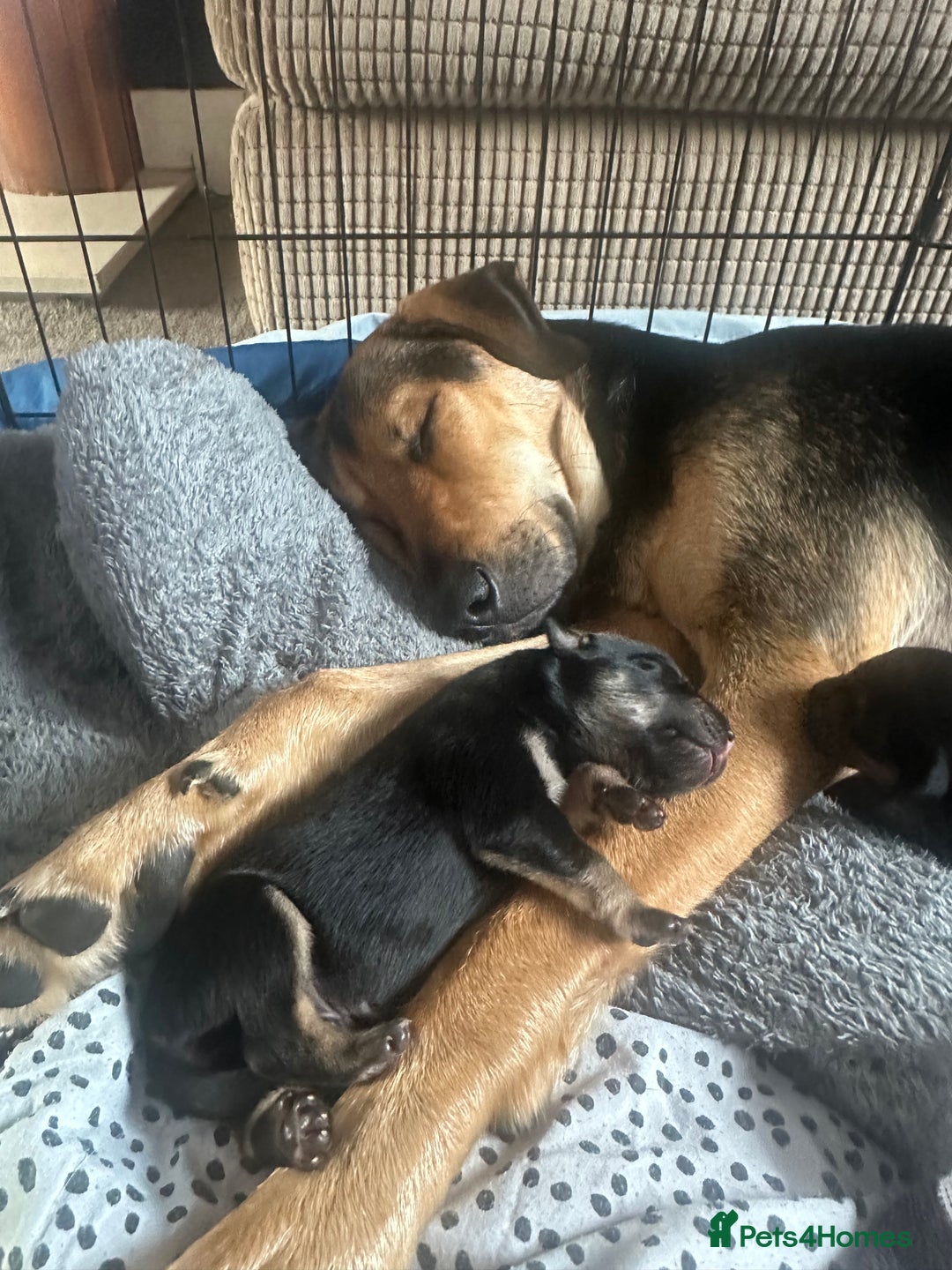 Huntaway dogs for sale: New Zealand Huntaway Puppies  - Image 1
