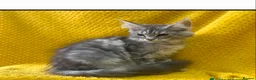 Maine Coon cats for sale: Maine Coon active kittens - Advert 9