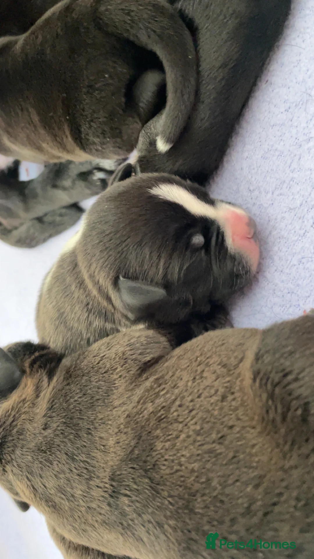 Staffordshire Bull Terrier dogs for sale: Staffordshire Bull Terrier Pups 💙🩷 - Advert 20