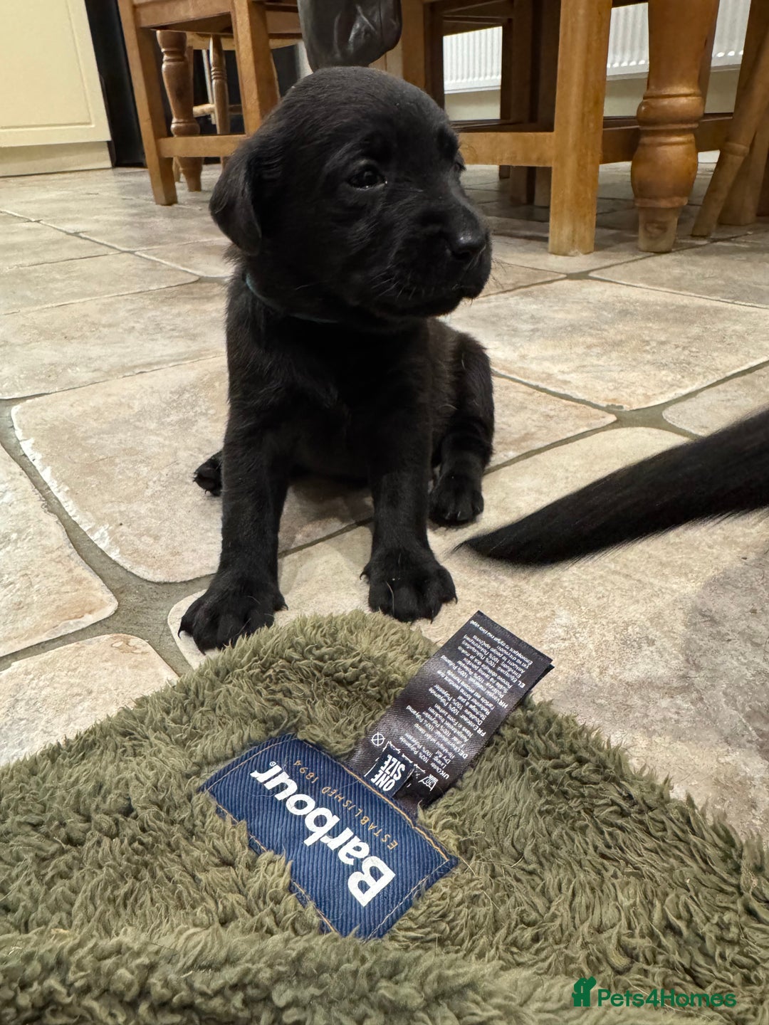 Labrador Retriever dogs for sale: KC Reg Health Tested Working Labradors - Image 28