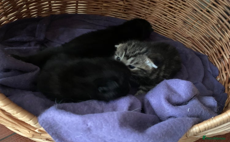 Mixed Breed cats - Advert 2