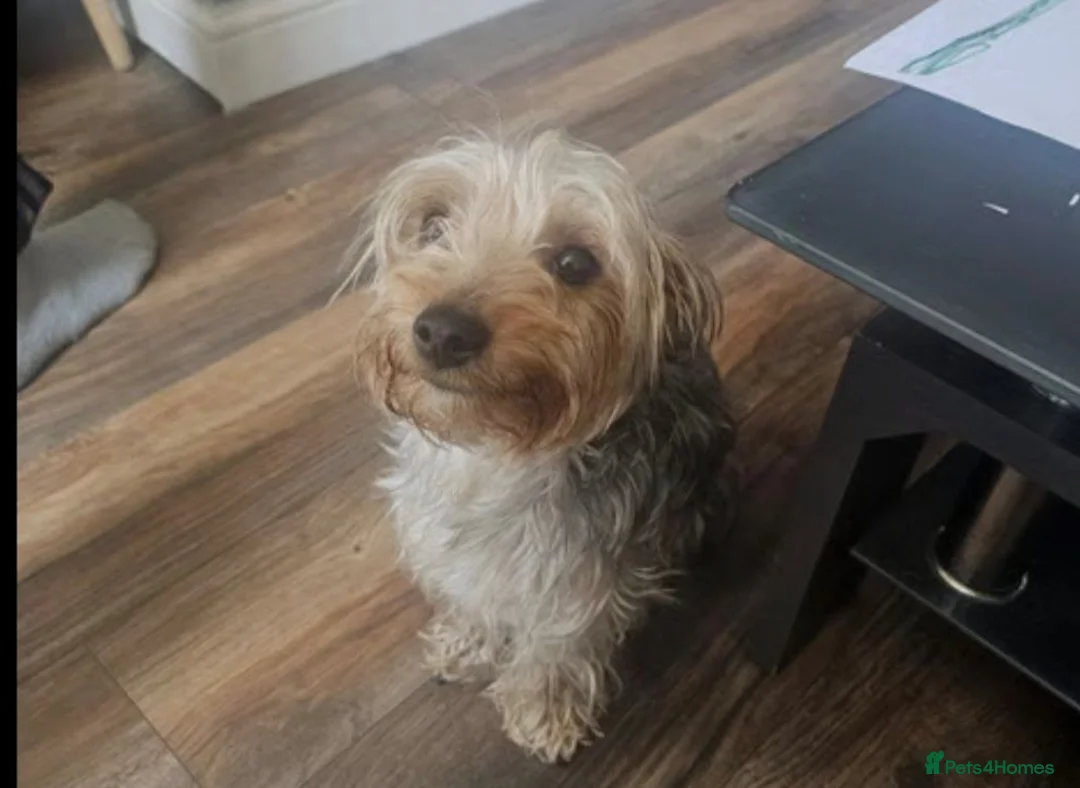 Yorkshire Terrier dogs for sale: Black yorkshire-terrier female  - Advert 8