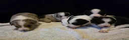 Border Collie dogs for sale: 🐾❤️ Beautiful KC Reg family Collie Puppies  in Shrewsbury - Advert 13