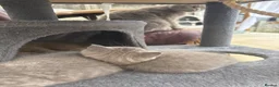 British Shorthair cats for sale: Pure British Shorthair Kittens in Northampton - Advert 2
