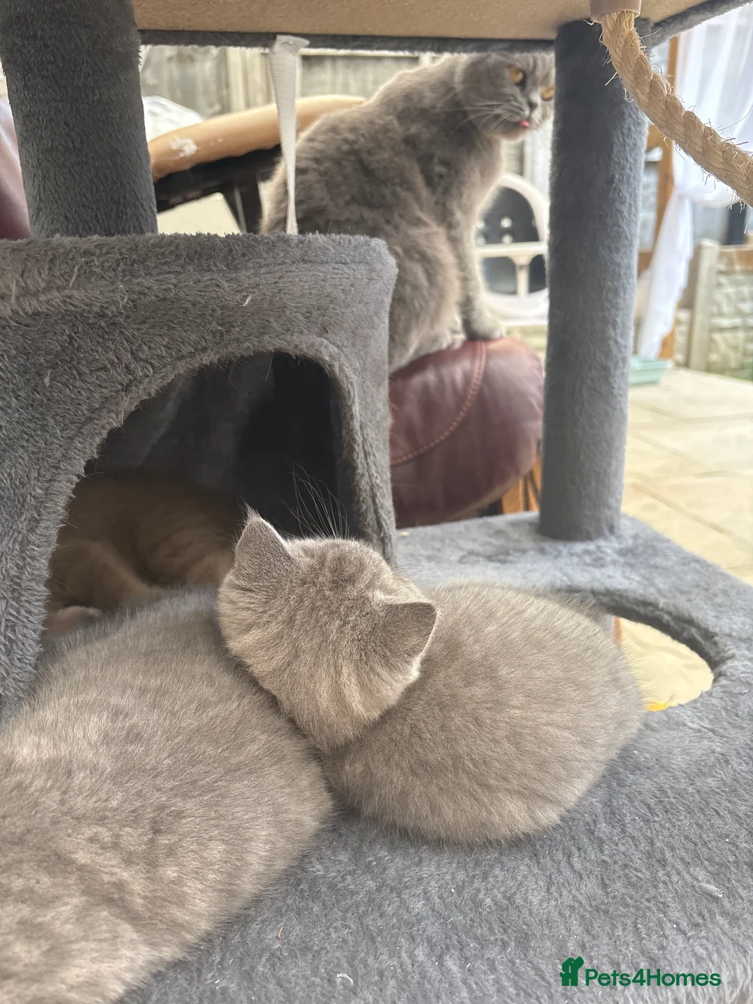 British Shorthair cats for sale: Pure British Shorthair Kittens in Northampton - Advert 2