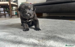 German Shepherd dogs for sale: ALFREDO  - Image 2