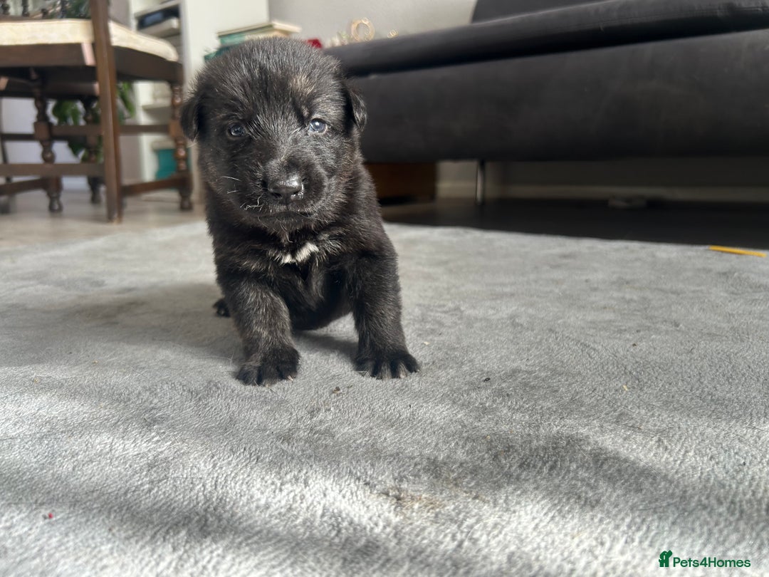 German Shepherd dogs for sale: ALFREDO  - Image 2