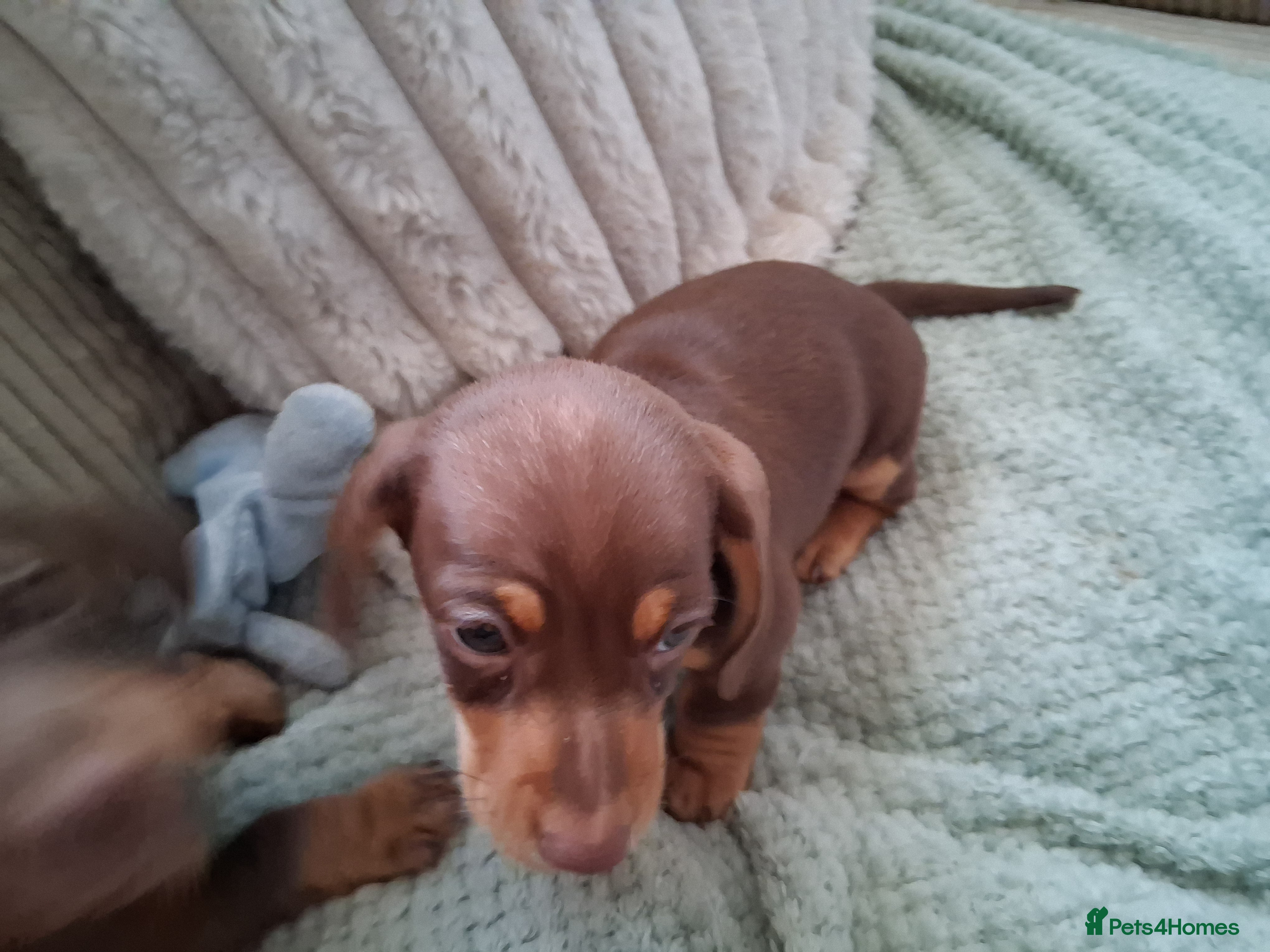 Miniature Dachshund dogs for sale: ONLY 1 BOY LEFT ,READY TO LEAVE THURSDAY 07/05/  - Advert 7