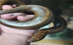 Boa Snake reptiles for sale: Stripe Het Anery Adult Male Kenyan Sand Boa - Advert 1