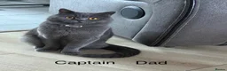 British Shorthair cats for sale: British shorthair kittens “READY NOW” - Advert 18