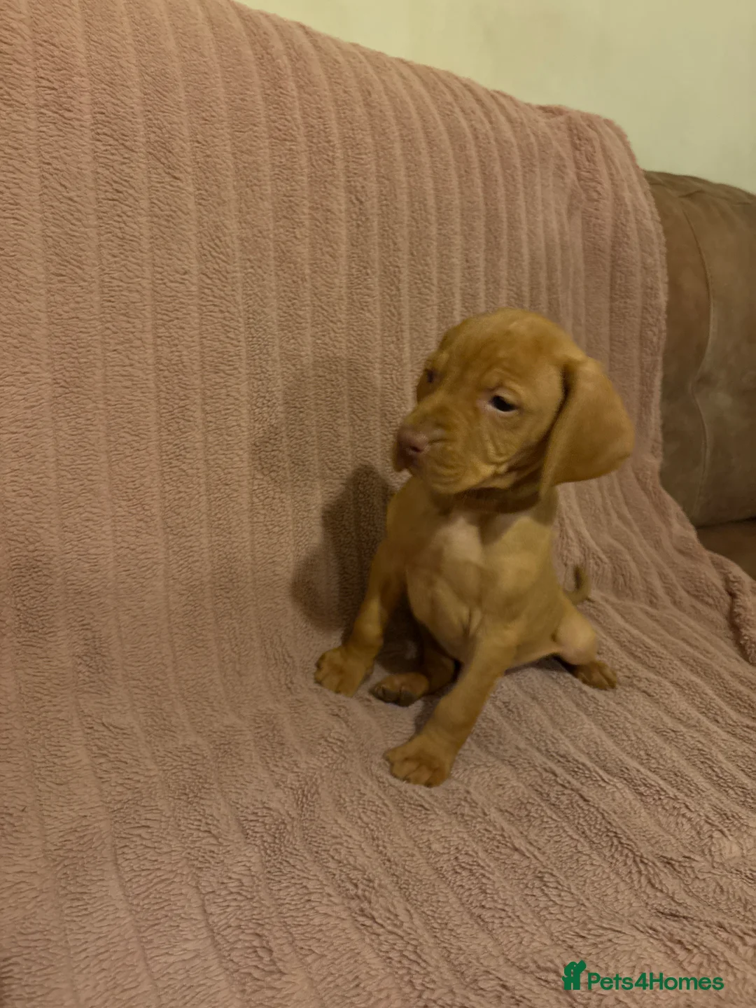 Hungarian Vizsla dogs for sale: Hungarian vizsla pups - Advert 14