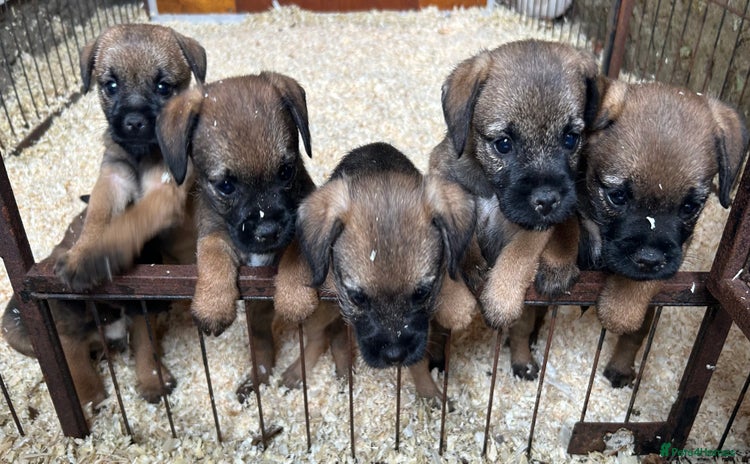 Border Terrier dogs - Advert 1