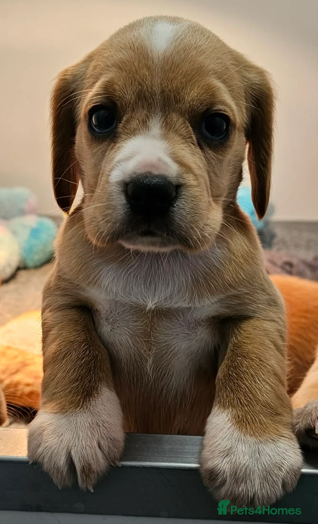 Bocker dogs for sale: Beautiful Red Bocker Pups - Ready 18.02.26 - Advert 18