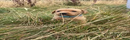 Labrador Retriever dogs for sale: Gorgeous fox red and yellow Labrador puppies  - Advert 19