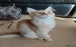 Maine Coon cats for sale: Maine coon x sphynx kittens - Image 12