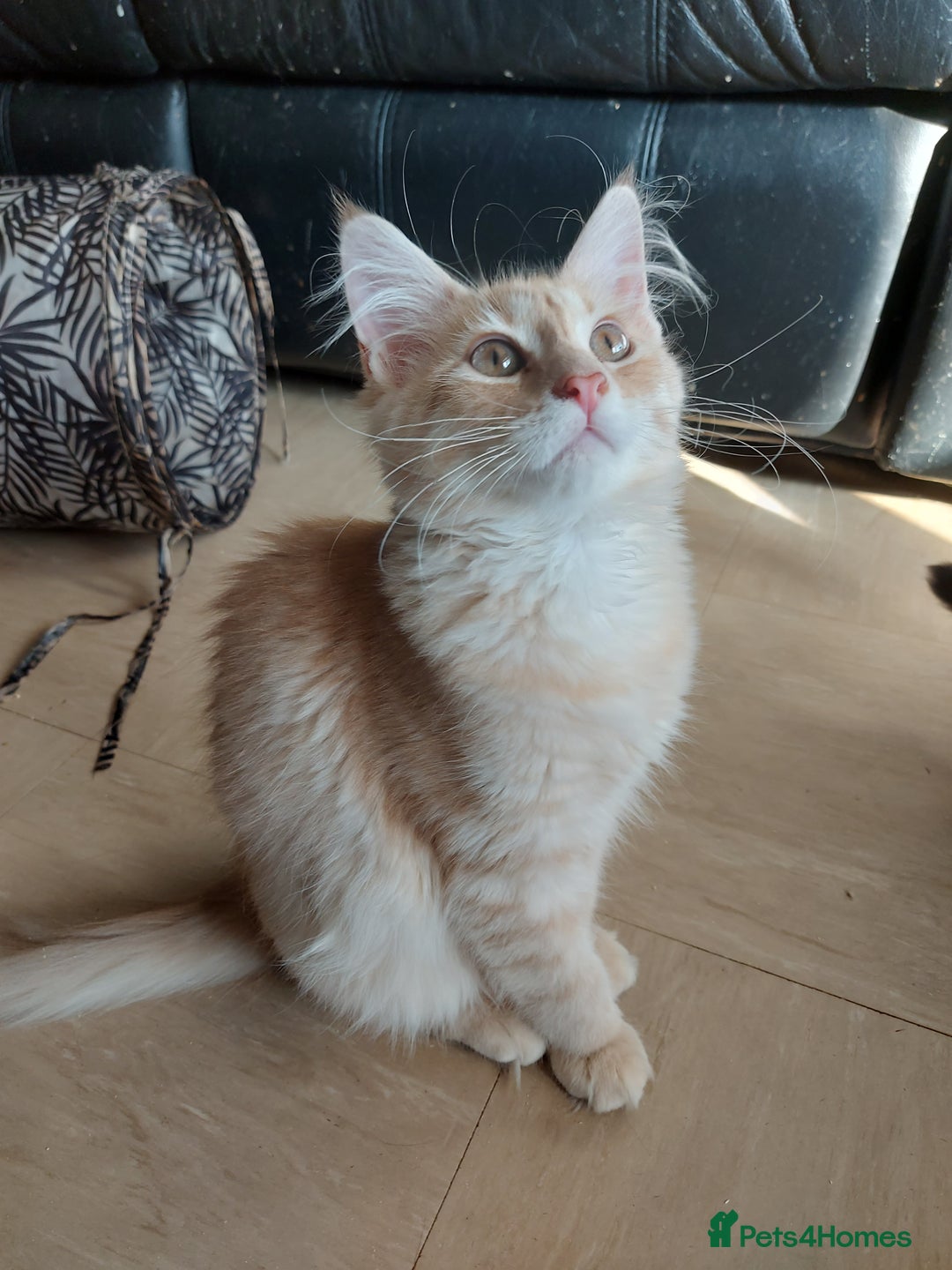 Maine Coon cats for sale: Maine coon x sphynx kittens - Image 12