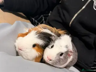Guinea Pig rodents 2 Male Guinea Pigs (6 Months Old) - Advert 1
