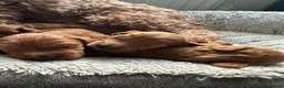 Cockapoo dogs for sale: 2 left Fox Red Stunning F2 Cockapoo  - Advert 4