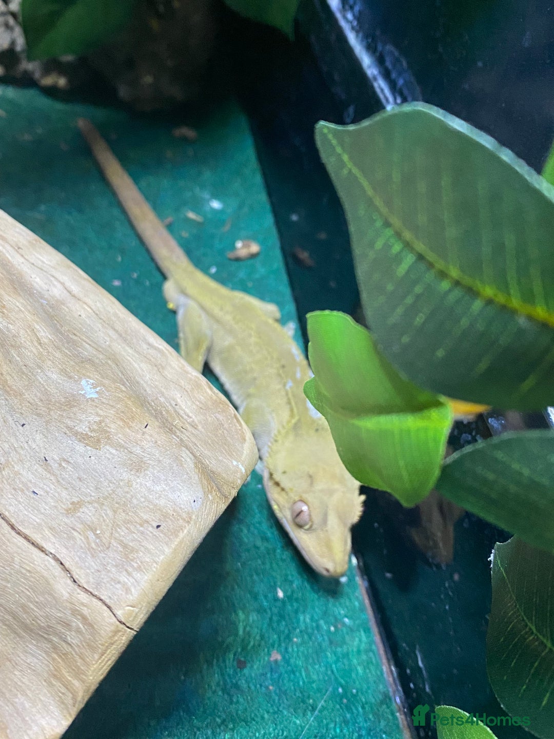 Gecko reptiles for sale: Crested gecko  - Image 7