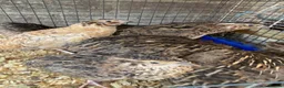 Mixed Breed poultry for sale: Beautiful Quals and Quals and chicken - Advert 14
