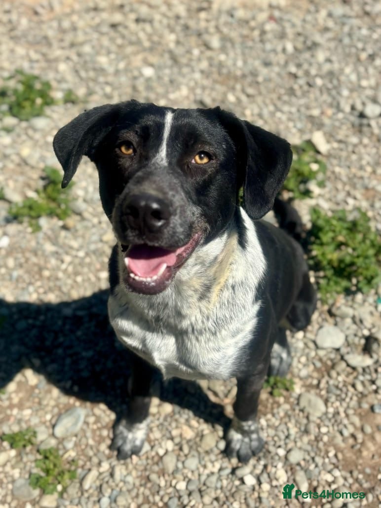 Mixed Breed dogs Demis is ready for his fairytale ending  - Advert 1