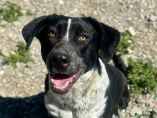 Mixed Breed dogs Demis is ready for his fairytale ending - Advert 3