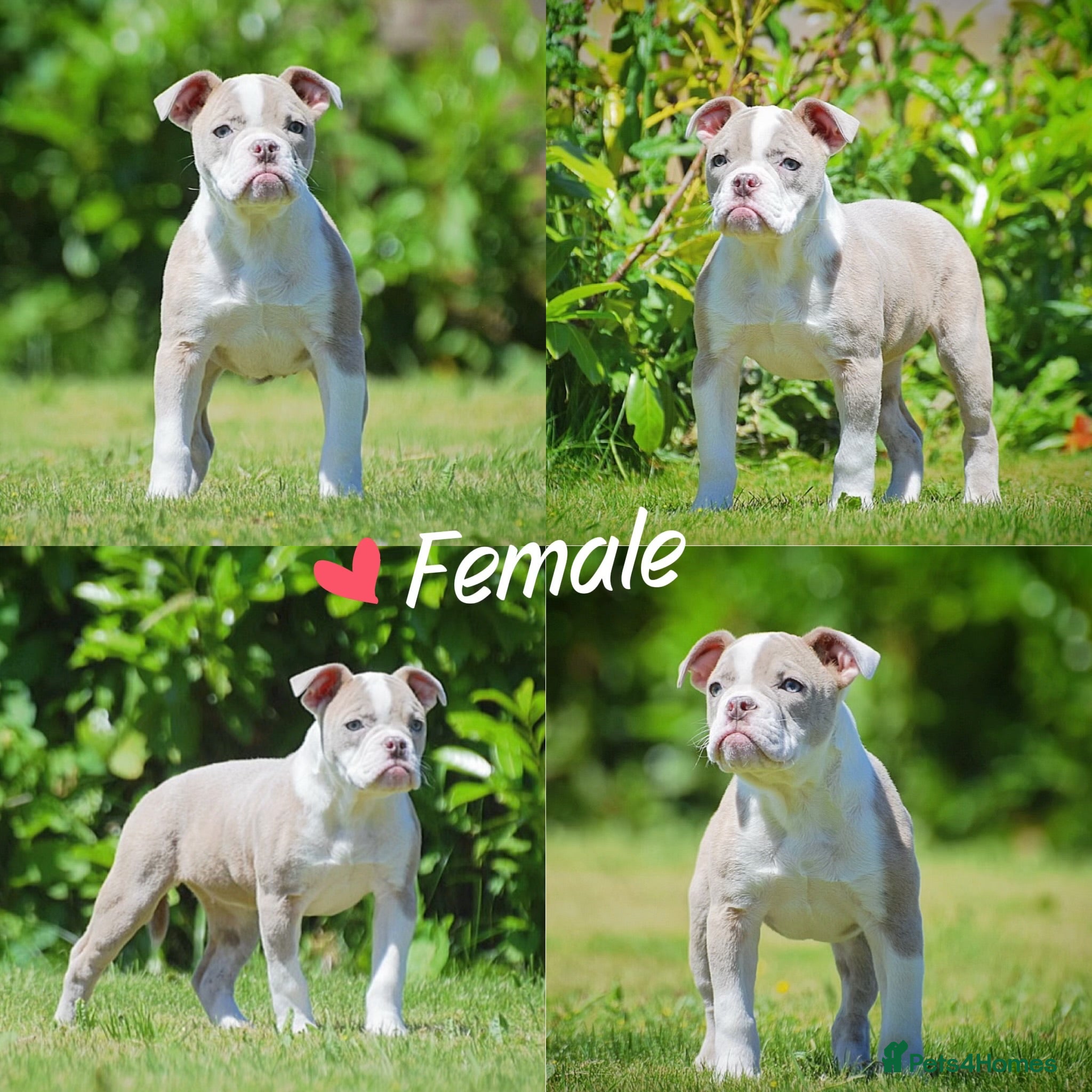 Old Tyme Bulldog dogs 23 YEARS, EXPERIENCE, 5 STAR RATED, LICENSED - Advert 6