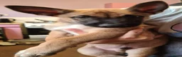 Belgian Shepherd Dog dogs for sale: Reduced Ready to leave  - Advert 18