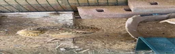 Quail poultry for sale: 2 lovely young quails in Maidenhead - Advert 4