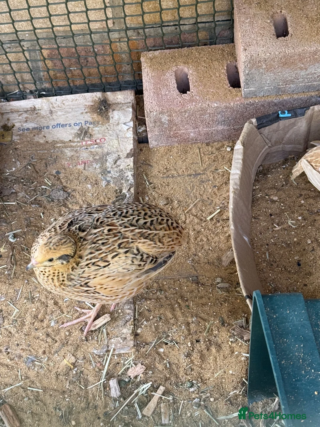Quail poultry for sale: 2 lovely young quails in Maidenhead - Advert 4