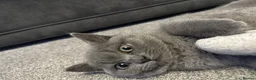British Shorthair cats for sale: British short hair  - Advert 3