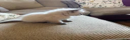 Ragdoll cats for sale: Beautiful Pure Ragdoll kittens - Advert 14
